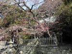 丹生神社の桜（３月１６日）