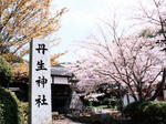 丹生神社の桜（平成１７年）